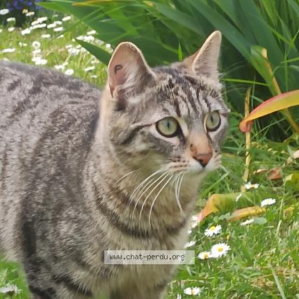 Foto 1/1 Batou Chat perdido en Courances