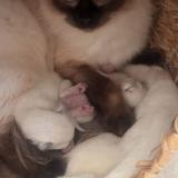 Foto del gato perdido en Lorgues