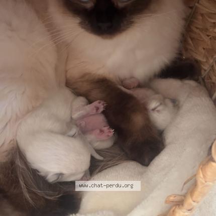 Foto 1/1 Thal Chat perdido en Lorgues