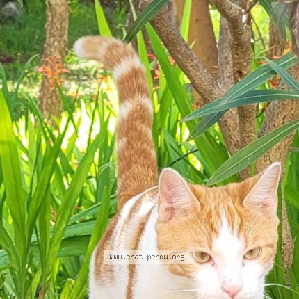 Foto 1/1 Gato encontrado Perdido en Antibes