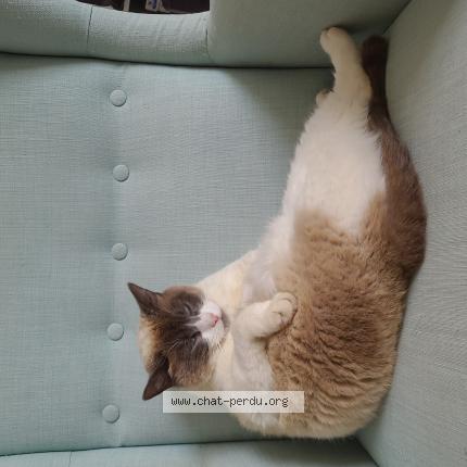 Foto 1/1 Câline Chat perdido en Gaillac