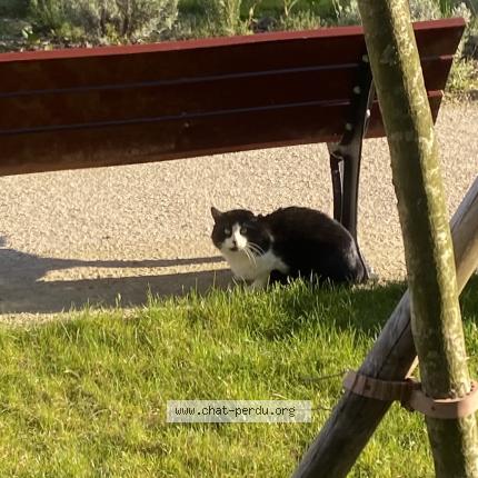 Foto 1/1 Gato encontrado Encontrado en Clamart