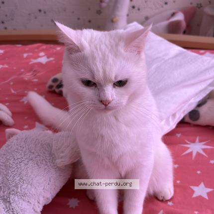 Foto 1/1 Gato encontrado Encontrado en Ostend