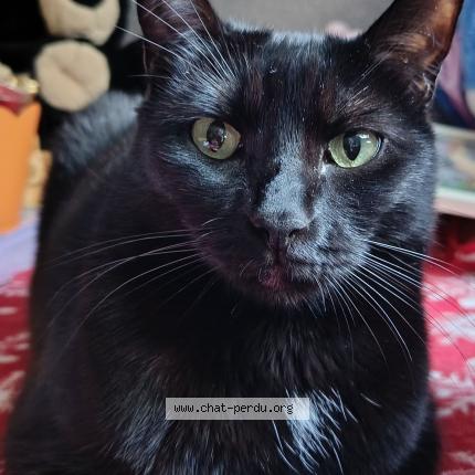 Foto 1/1 Xena Chat perdido en Saint hippolyte