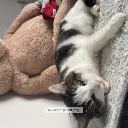 Foto 1/1 Maya Chat perdido en Digny