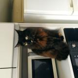 Foto del gato perdido en Montevideo