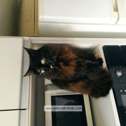 Foto 1/1 Gato encontrado Perdido en Montevideo