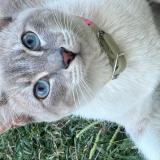 Foto del gato perdido en Moreno