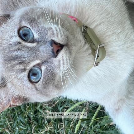 Foto 1/1 Mini Chat perdido en Moreno