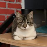 Foto del gato perdido en Sable Sur Sarthe