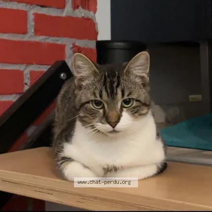 Foto 1/1 Romy Chat perdido en Sable sur sarthe