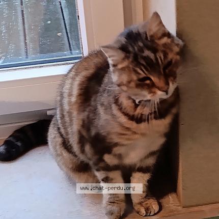 Foto 1/1 Filou Chat perdido en Molenbaix