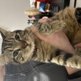 Foto de gato encontrado en Nuaille