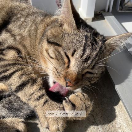 Foto 2/2 Gato encontrado Encontrado en Nuaille