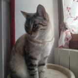 Foto del gato perdido en Saint Lery