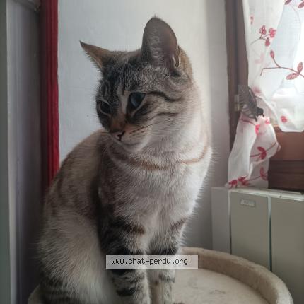 Foto 1/1 Ta&iuml;ko Chat perdido en Saint lery