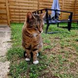 Foto del gato perdido en Villenave D Ornon