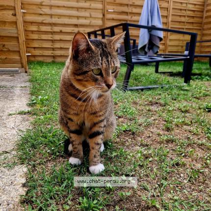 Foto 1/1 Jimi Chat perdido en Villenave d ornon