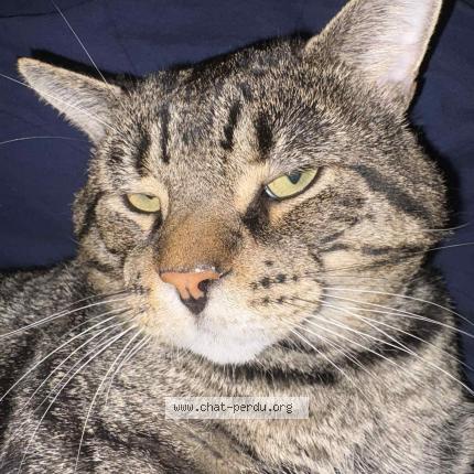 Foto 1/1 Teddy Chat perdido en Brossard