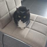 Foto del gato perdido en Alleur