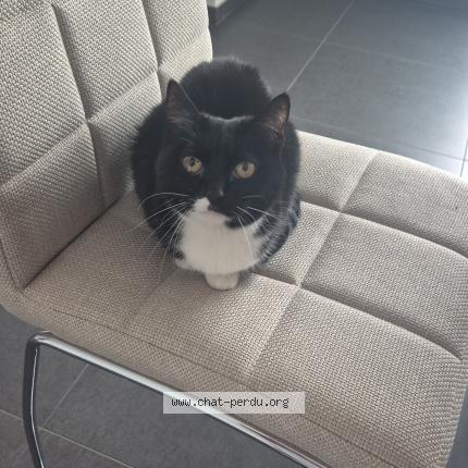 Foto 1/1 Poupousse Chat perdido en Alleur