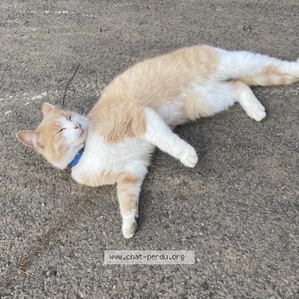 Foto 1/1 Tigrou Chat perdido en Reclinghem