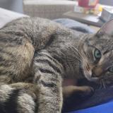 Foto del gato perdido en Blegny