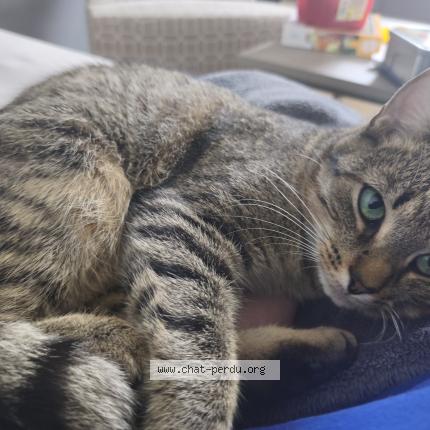 Foto 1/1 Happy Chat perdido en Blegny