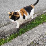 Foto de gato encontrado en Lyon