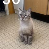 Foto del gato perdido en Montpellier