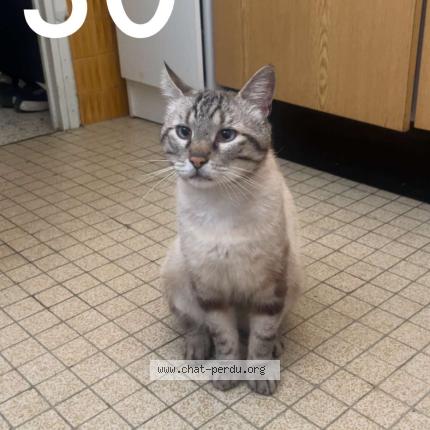 Foto 1/1 Mickey Chat perdido en Montpellier