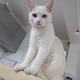 Foto del gato perdido en Le Havre