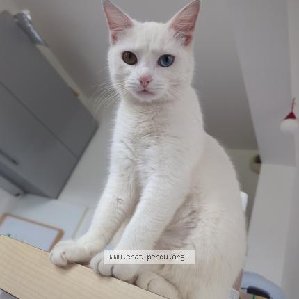 Foto 1/1 Ascii Chat perdido en Le havre