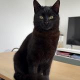 Foto de gato encontrado en Tours