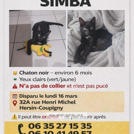 Foto 1/1 Simba Chat perdido en Hersin coupigny