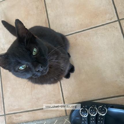 Foto 1/1 Jimmy Chat perdido en Dompierre sur yon