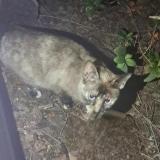 Foto de gato encontrado en Fuenlabrada