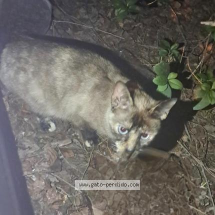 Foto 1/1 Gato encontrado Encontrado en Fuenlabrada