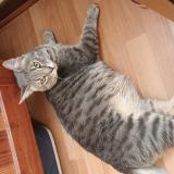 Foto del gato perdido en El Bosque 8010000