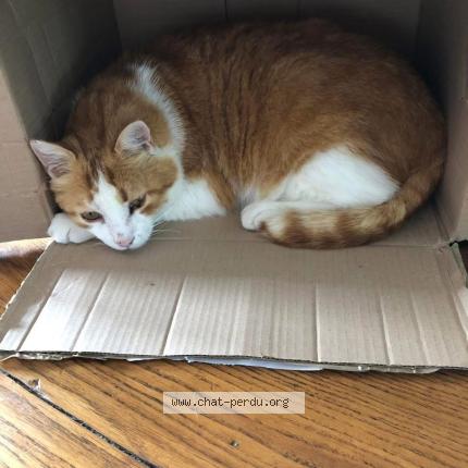 Foto 1/1 Rouky Chat perdido en Ternand