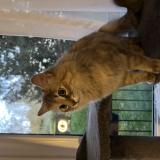 Foto de gato encontrado en Chatenay Malabry