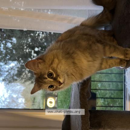 Foto 1/1 Gato encontrado Encontrado en Chatenay malabry