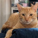 Foto del gato perdido en Lomas De Zamora