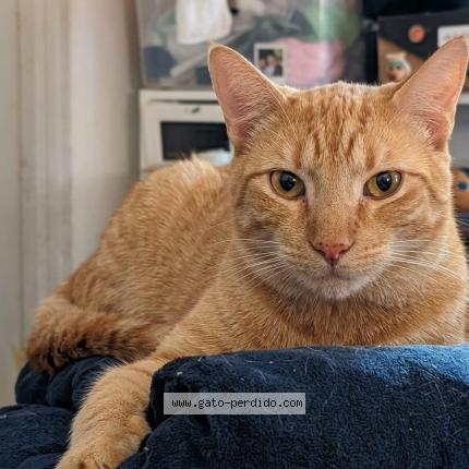 Foto 1/1 Chatran Chat perdido en Lomas de zamora