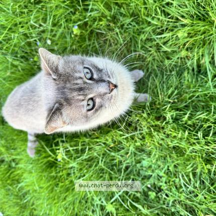 Foto 1/1 Gato encontrado Encontrado en Conflans sainte honorine