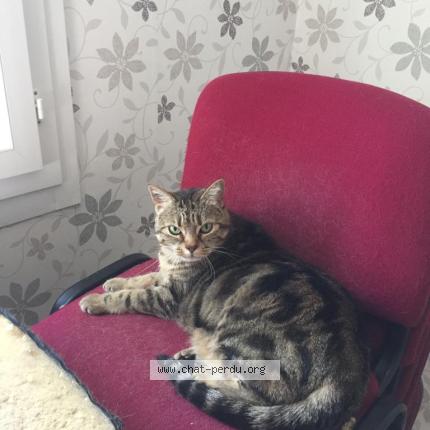 Foto 2/2 Kitty Chat perdido en Saint egreve