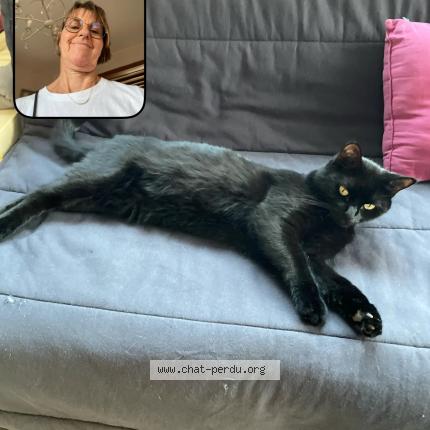 Foto 1/1 Saki Chat perdido en Bezannes