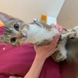 Foto de gato encontrado en Mouvaux