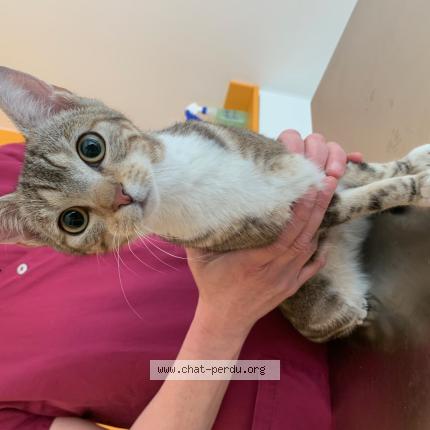 Foto 1/1 Gato encontrado Encontrado en Mouvaux