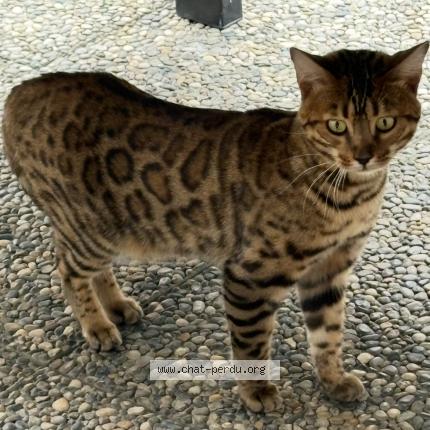 Foto 1/1 Winnie Chat perdido en Echirolles